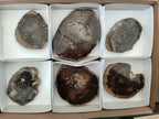 Polished Dadoxylon Petrified Wood Slices x 6 From Gokwe, Zimbabwe - Toprock Gemstones and Minerals 