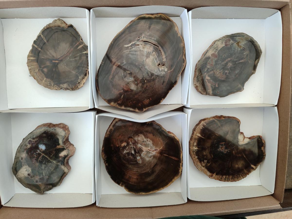 Polished Dadoxylon Petrified Wood Slices x 6 From Gokwe, Zimbabwe - Toprock Gemstones and Minerals 