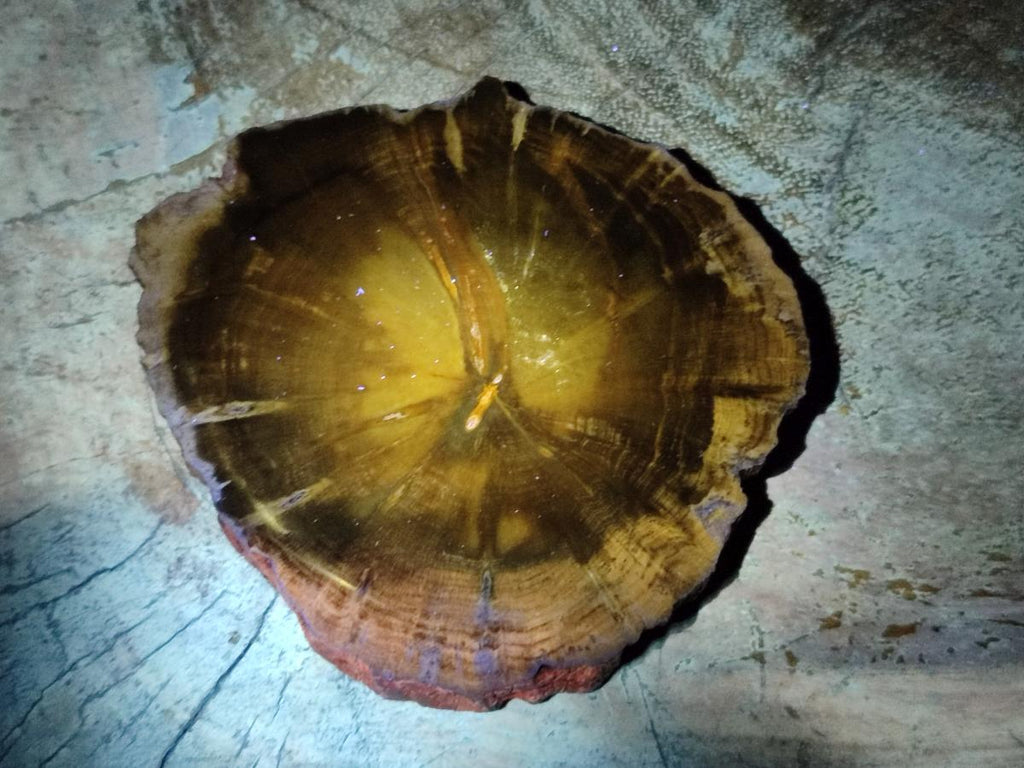 Polished Dadoxylon Petrified Wood Slices x 6 From Gokwe, Zimbabwe - Toprock Gemstones and Minerals 