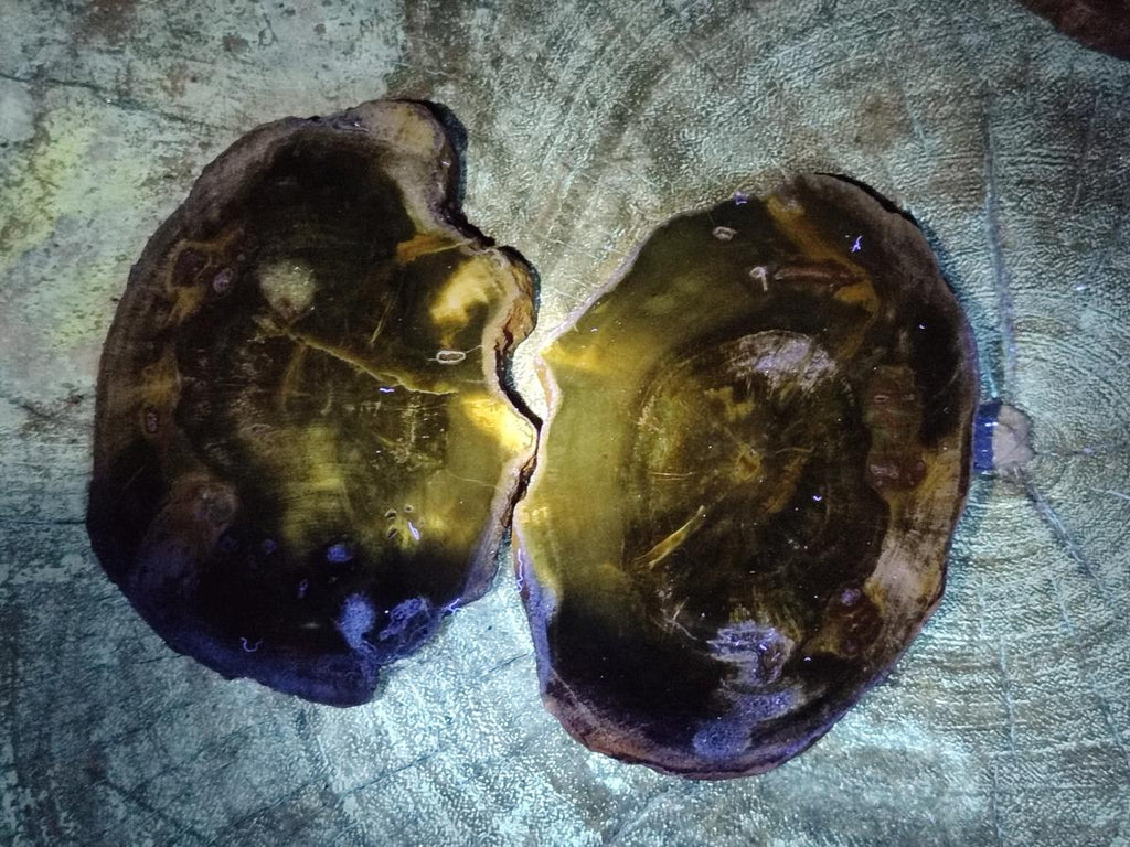 Polished Dadoxylon Petrified Wood Slices x 6 From Gokwe, Zimbabwe - Toprock Gemstones and Minerals 