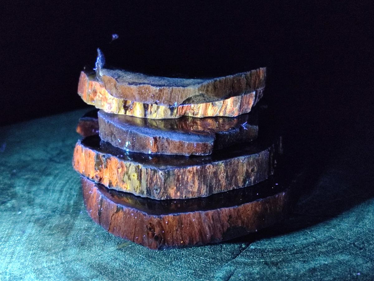Polished Dadoxylon Petrified Wood Slices x 6 From Gokwe, Zimbabwe - Toprock Gemstones and Minerals 