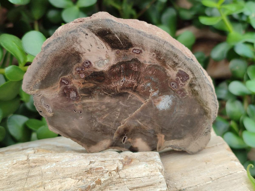 Polished Dadoxylon Petrified Wood Slices x 6 From Gokwe, Zimbabwe - Toprock Gemstones and Minerals 