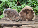 Polished Dadoxylon Petrified Wood Slices x 6 From Gokwe, Zimbabwe - Toprock Gemstones and Minerals 