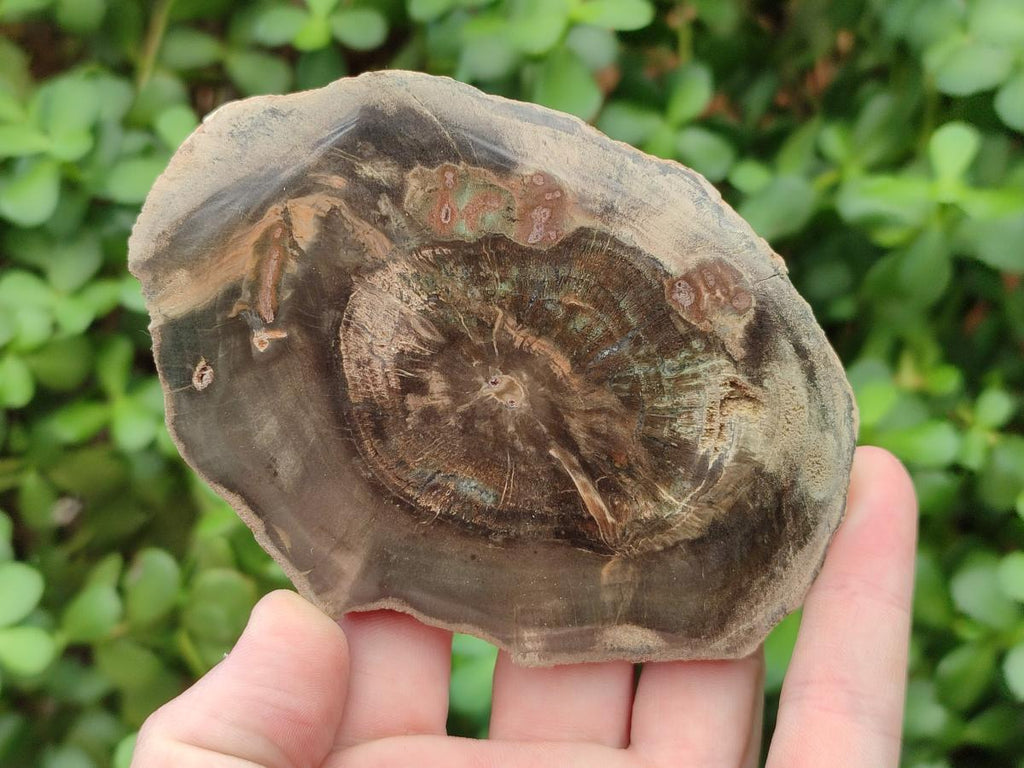 Polished Dadoxylon Petrified Wood Slices x 6 From Gokwe, Zimbabwe - Toprock Gemstones and Minerals 