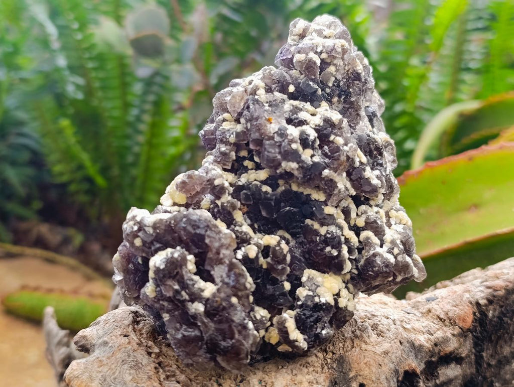 Natural Smokey Fluorite with yellow Muscovite Mica specimens x 3 From Erongo, Namibia - Toprock Gemstones and Minerals 