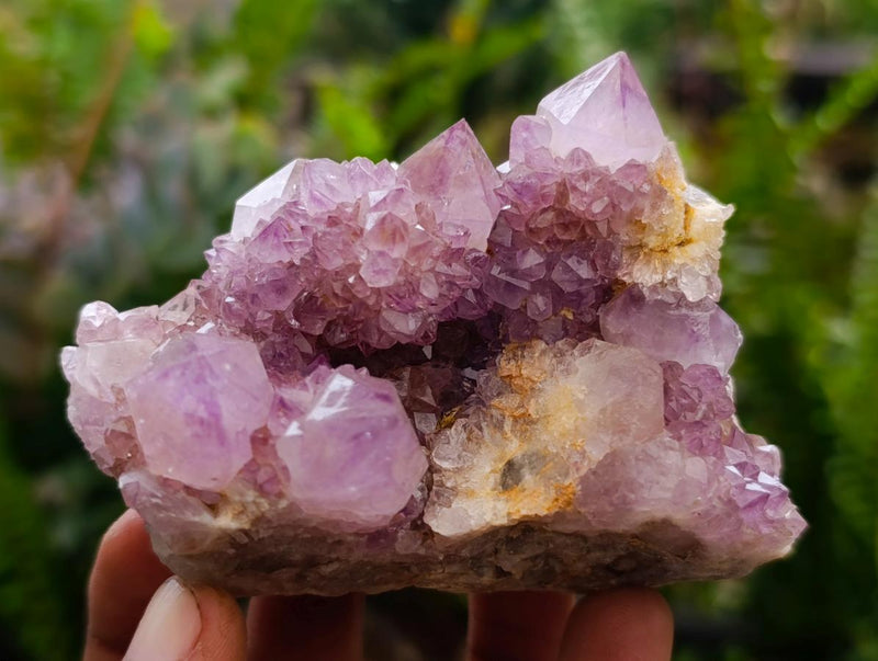 Natural Spirit Ametrine Clusters x 6 From Boekenhouthoek, South Africa - Toprock Gemstones and Minerals 