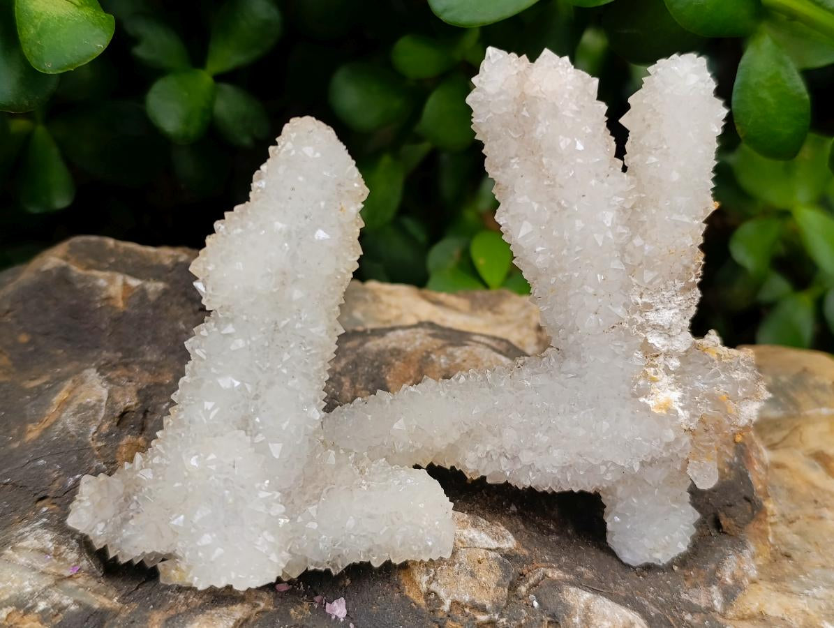 Natural Drusy Snow Finger Clusters x 12 From Albert's Mountain, Lesotho - Toprock Gemstones and Minerals 