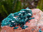 Natural Dioptase on Dolomite Specimen with Shattuckite x 1 From Likasi, Congo - Toprock Gemstones and Minerals 