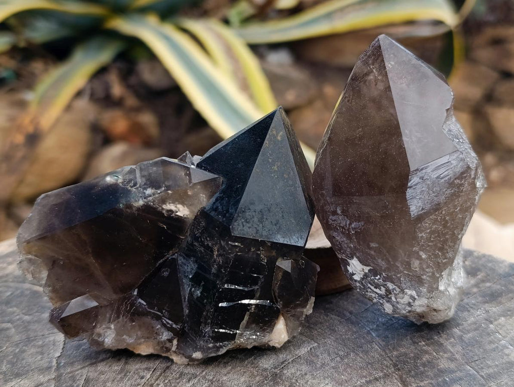 Natural Smokey Quartz Crystals x 6 From Erongo, Namibia - Toprock Gemstones and Minerals 