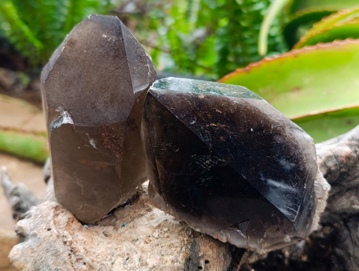 Natural Smokey Quartz Crystals x 6 From Erongo, Namibia - Toprock Gemstones and Minerals 