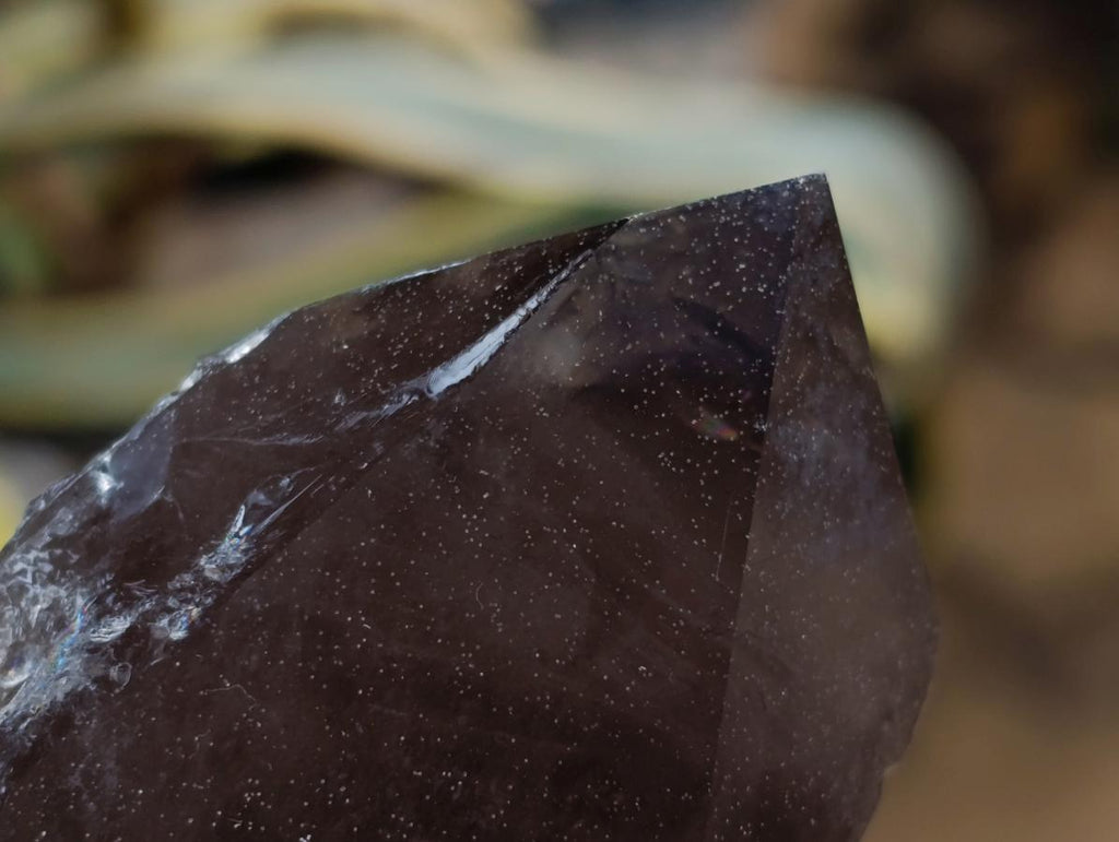 Natural Smokey Quartz Crystals x 6 From Erongo, Namibia - Toprock Gemstones and Minerals 