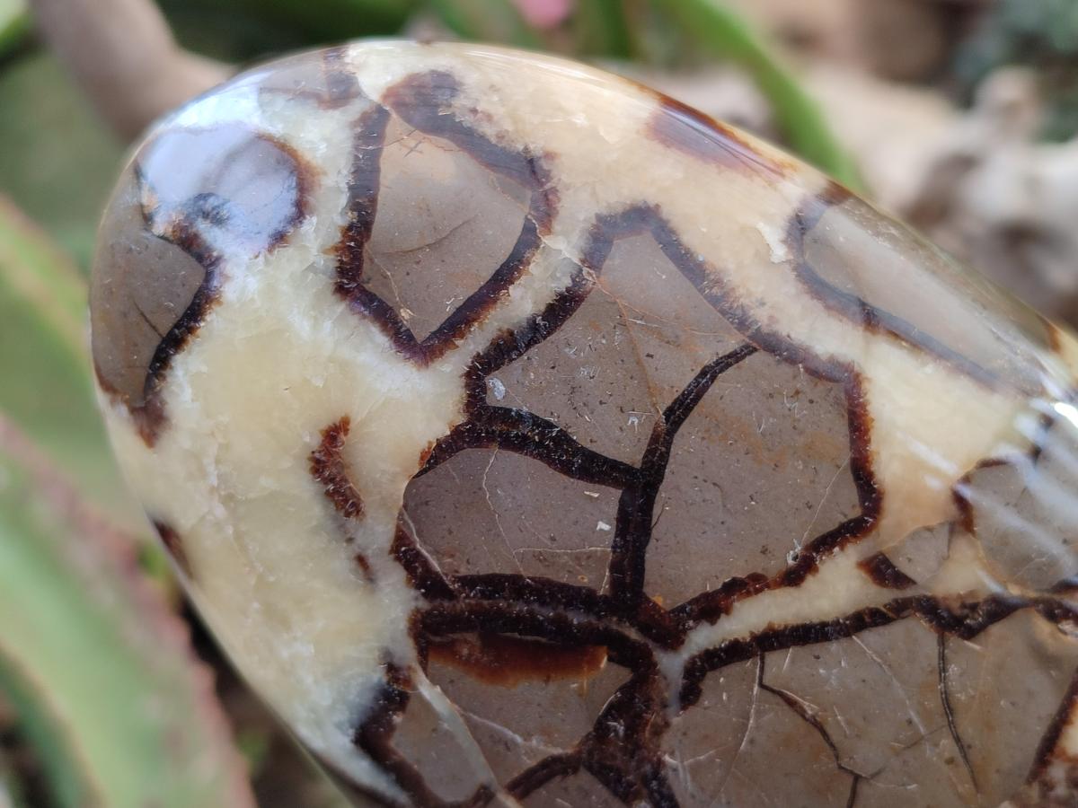Polished Septerye Standing Free Forms x 2 From Mahajanga, Madagascar - Toprock Gemstones and Minerals 
