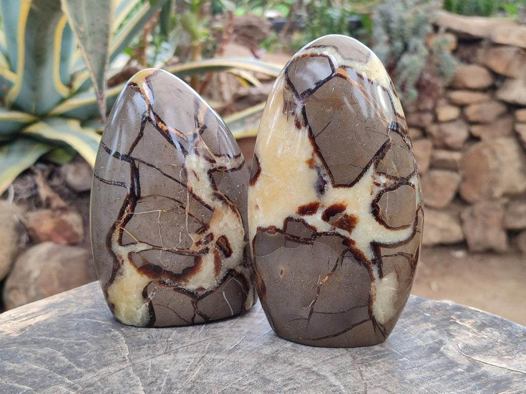 Polished Septerye Standing Free Forms x 2 From Mahajanga, Madagascar - Toprock Gemstones and Minerals 