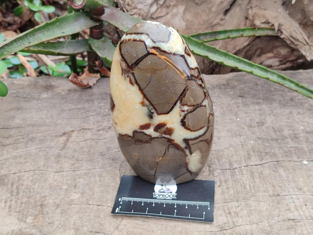 Polished Septerye Standing Free Forms x 2 From Mahajanga, Madagascar - Toprock Gemstones and Minerals 