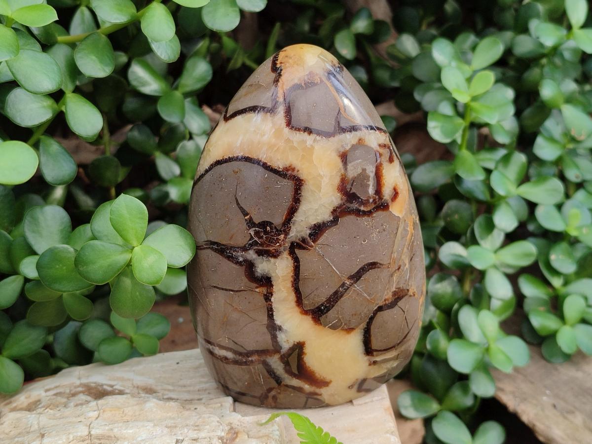 Polished Septerye Standing Free Forms x 2 From Mahajanga, Madagascar - Toprock Gemstones and Minerals 