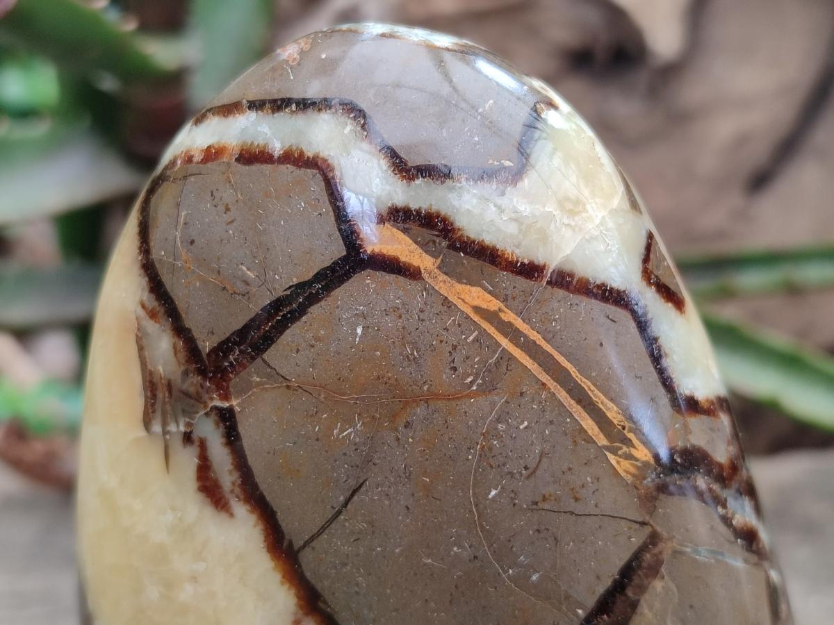 Polished Septerye Standing Free Forms x 2 From Mahajanga, Madagascar - Toprock Gemstones and Minerals 