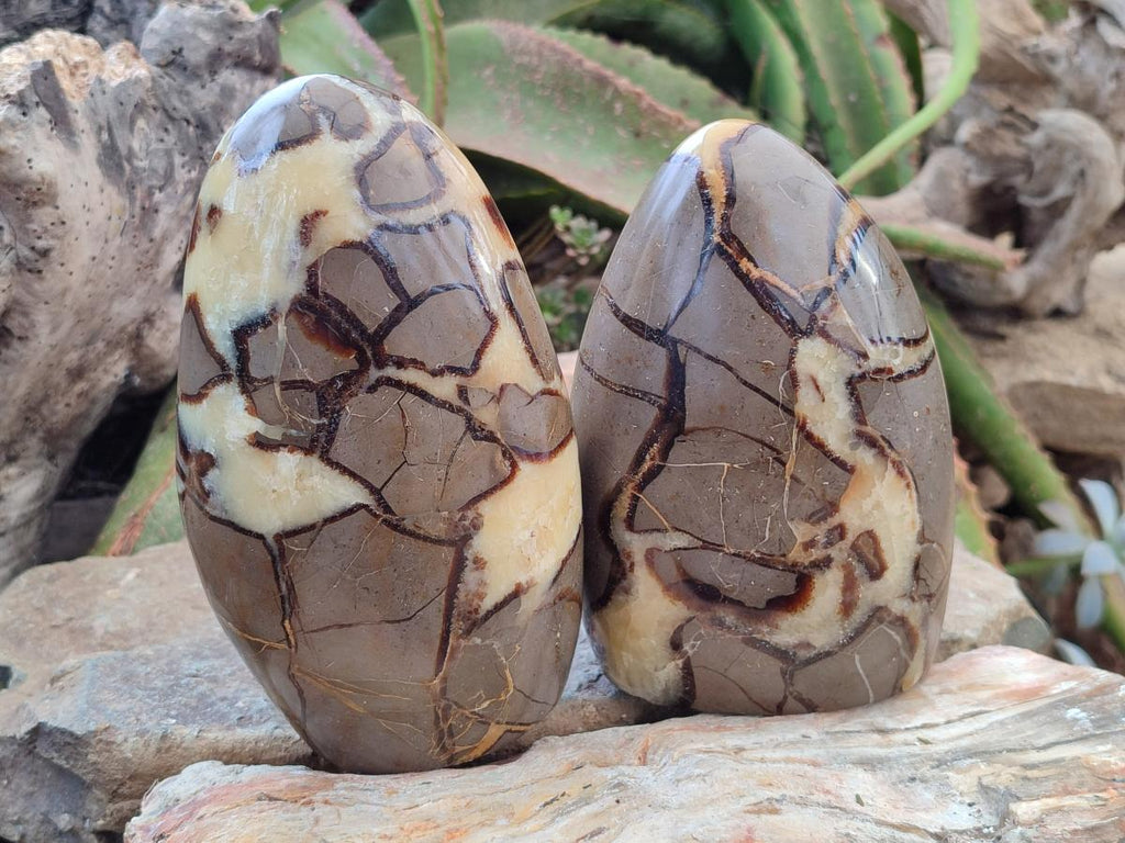 Polished Septerye Standing Free Forms x 2 From Mahajanga, Madagascar - Toprock Gemstones and Minerals 