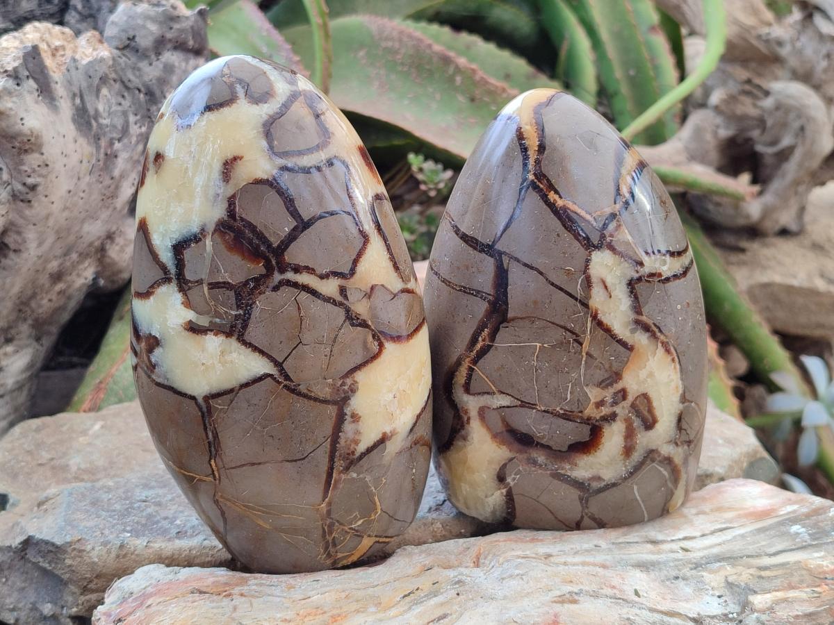 Polished Septerye Standing Free Forms x 2 From Mahajanga, Madagascar - Toprock Gemstones and Minerals 