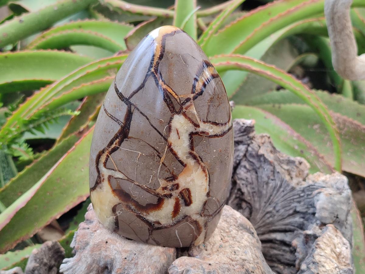 Polished Septerye Standing Free Forms x 2 From Mahajanga, Madagascar - Toprock Gemstones and Minerals 