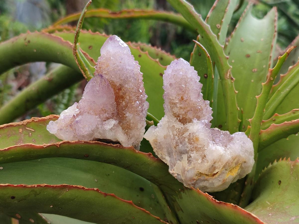 Natural Amethyst and Ametrine Spirit Clusters x 12 From Boekenhouthoek, South Africa - Toprock Gemstones and Minerals 