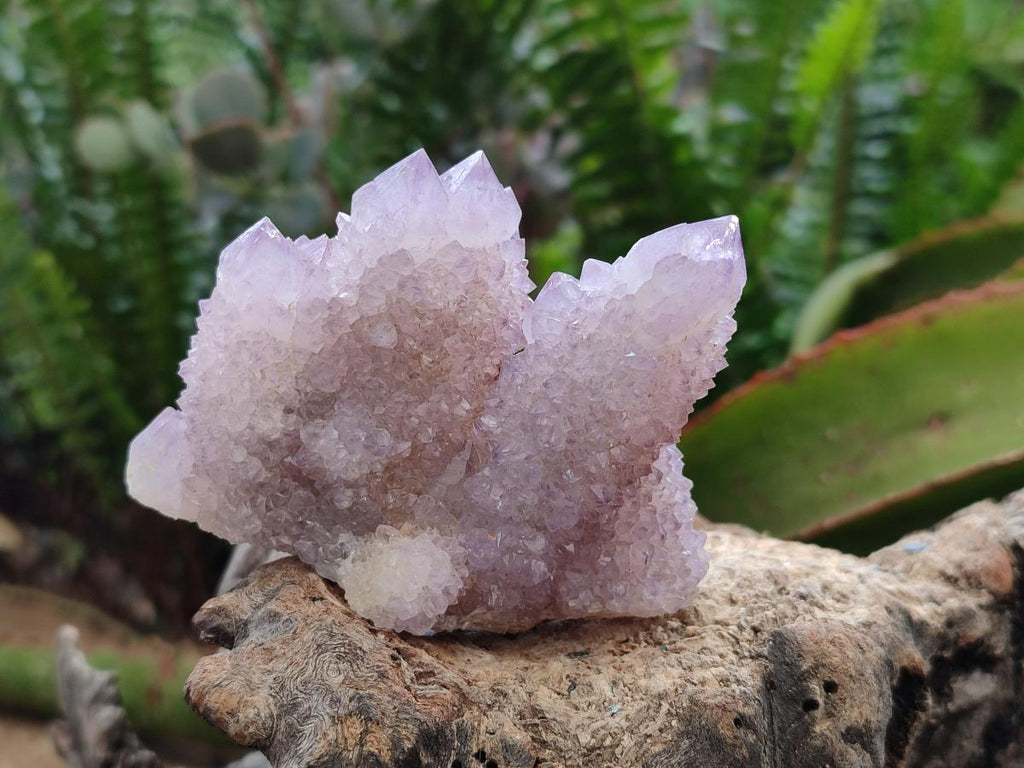Natural Amethyst and Ametrine Spirit Clusters x 12 From Boekenhouthoek, South Africa - Toprock Gemstones and Minerals 