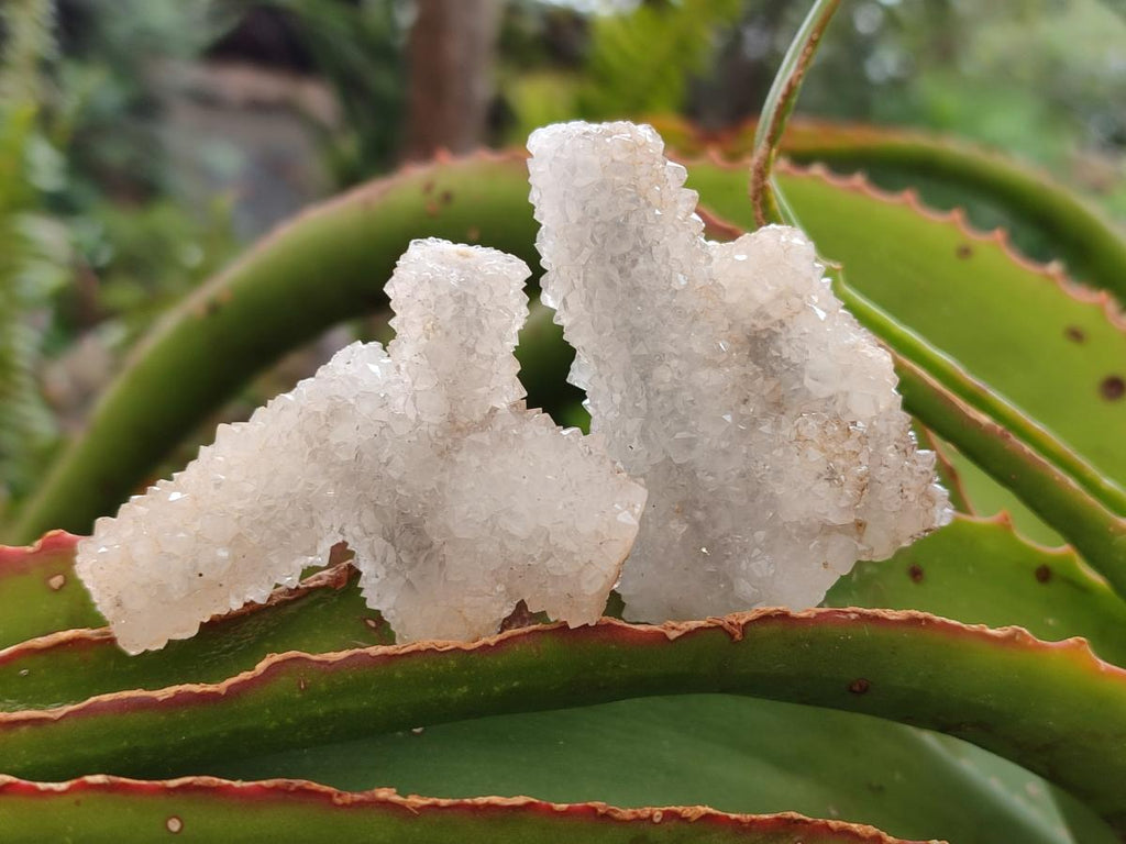Natural Drusy Snow Finger Crystal Clusters x 24 From Albert's Mountain, Lesotho - Toprock Gemstones and Minerals 