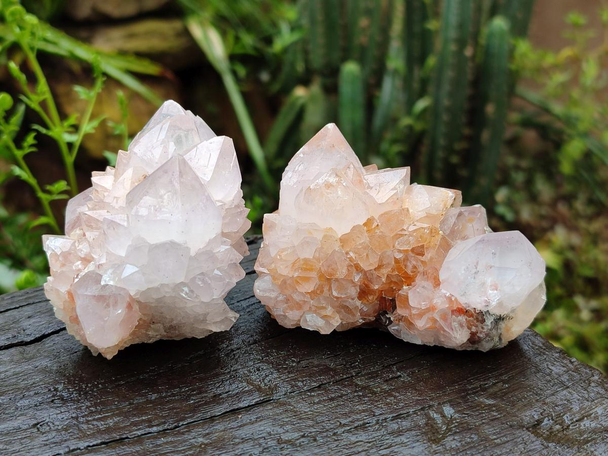Natural Cactus Flower Amethyst Spirit Clusters x 6 From South Africa - Toprock Gemstones and Minerals 