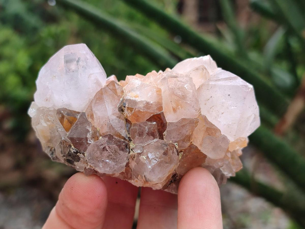 Natural Cactus Flower Amethyst Spirit Clusters x 6 From South Africa - Toprock Gemstones and Minerals 
