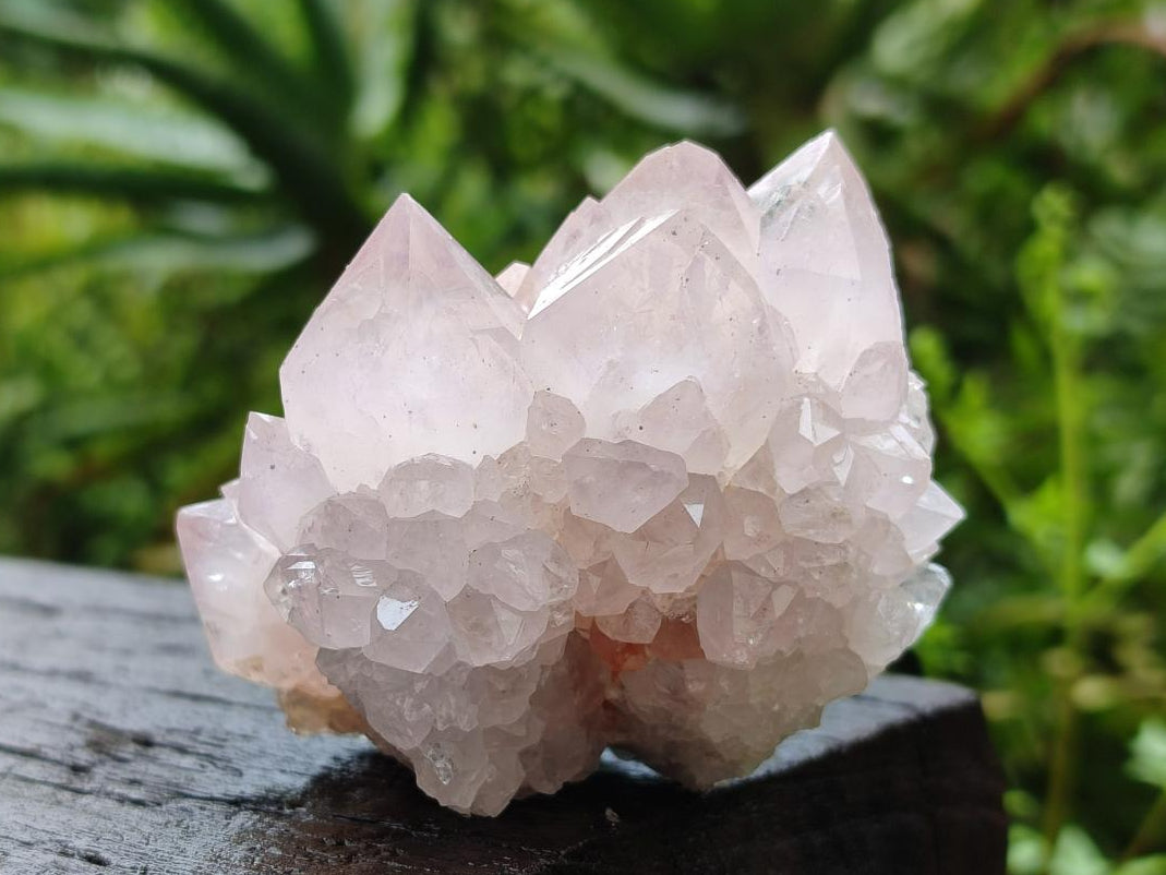 Natural Cactus Flower Amethyst Spirit Clusters x 6 From South Africa - Toprock Gemstones and Minerals 