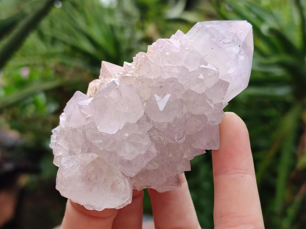 Natural Cactus Flower Amethyst Spirit Clusters x 6 From South Africa - Toprock Gemstones and Minerals 