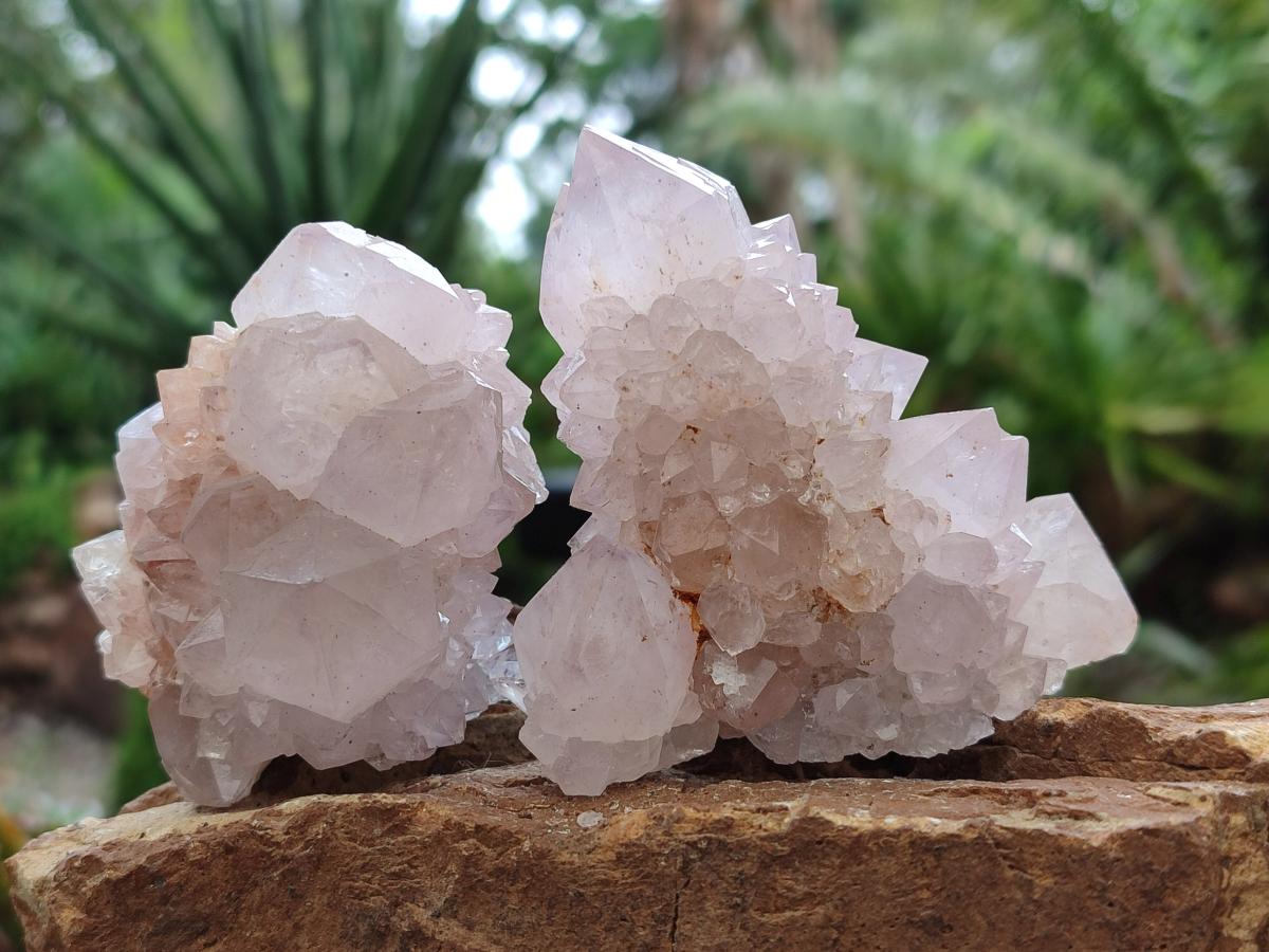 Natural Cactus Flower Amethyst Spirit Clusters x 6 From South Africa - Toprock Gemstones and Minerals 