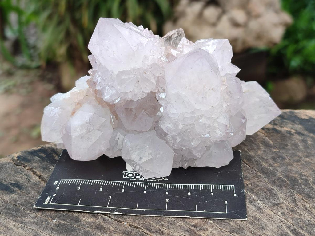 Natural Cactus Flower Amethyst Spirit Clusters x 6 From South Africa - Toprock Gemstones and Minerals 