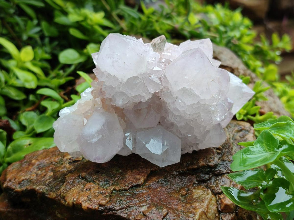 Natural Cactus Flower Amethyst Spirit Clusters x 6 From South Africa - Toprock Gemstones and Minerals 