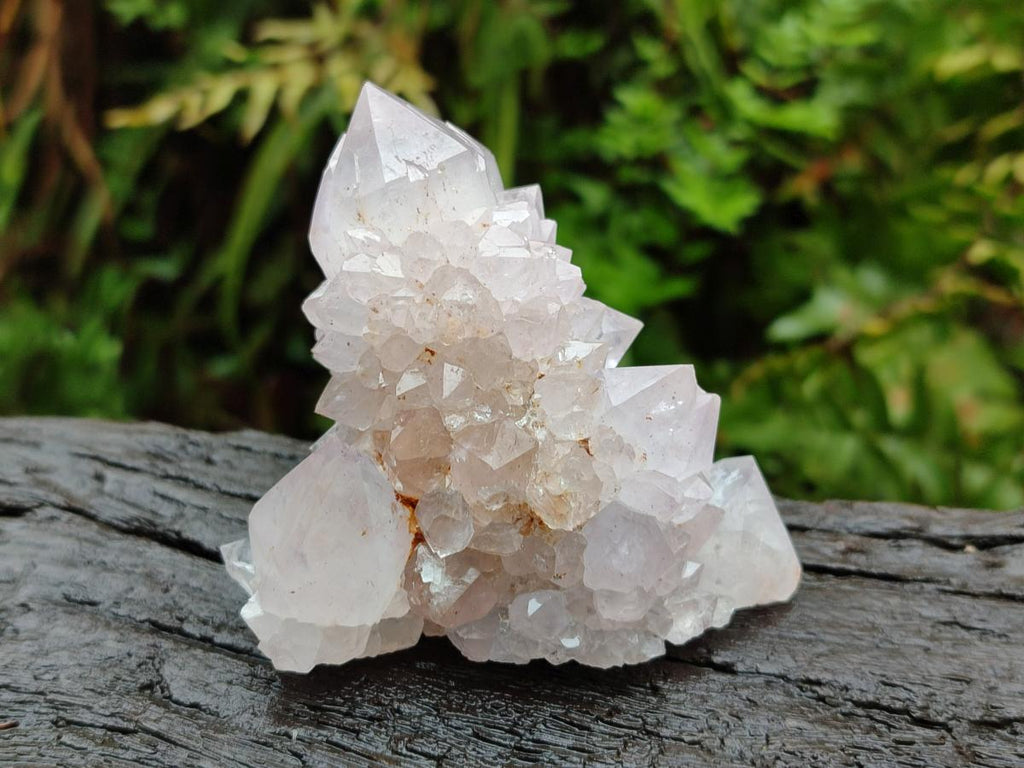 Natural Cactus Flower Amethyst Spirit Clusters x 6 From South Africa - Toprock Gemstones and Minerals 