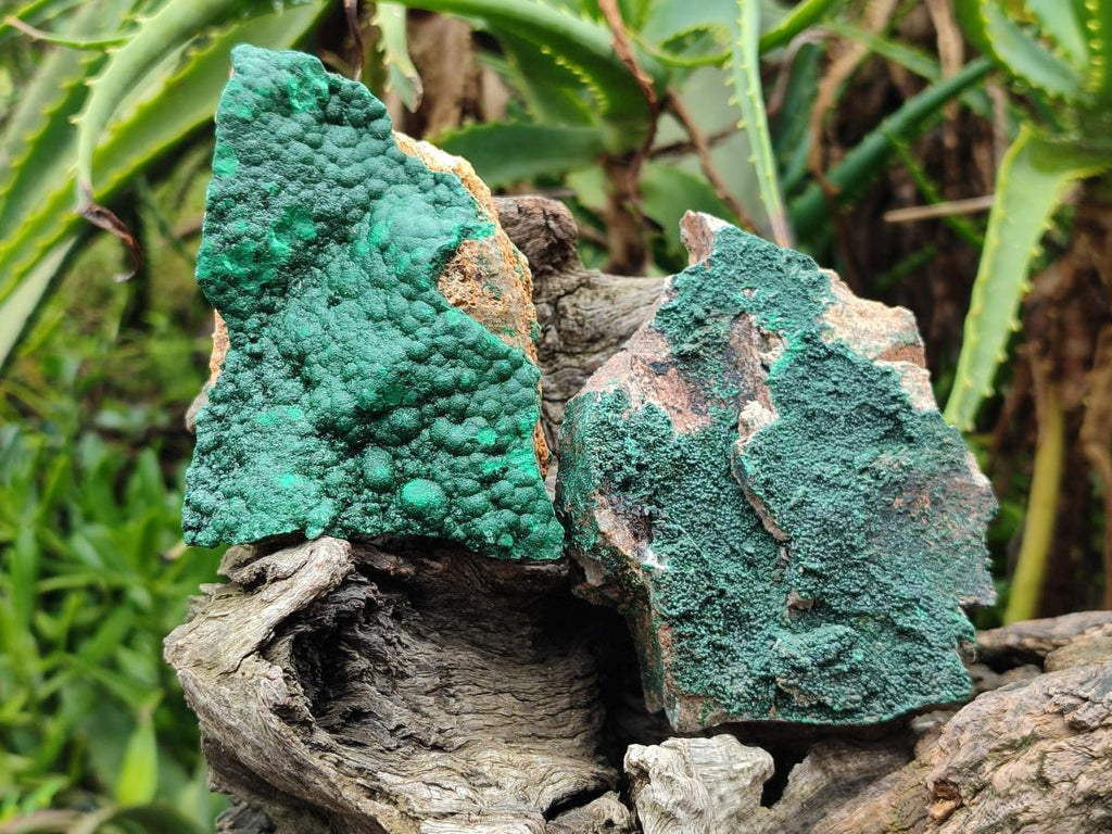 Natural Botryoidal Crystalline Malachite Specimens x 12 From Tenke Fungurume, Congo - Toprock Gemstones and Minerals 