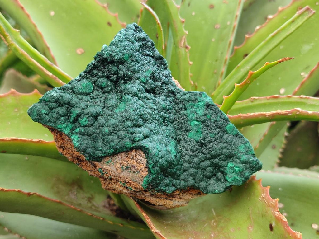 Natural Botryoidal Crystalline Malachite Specimens x 12 From Tenke Fungurume, Congo - Toprock Gemstones and Minerals 