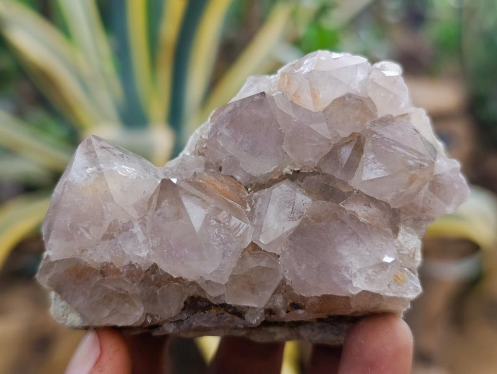 Natural Smokey Ametrine Spirit Clusters x 6 From Boekenhouthoek, South Africa - Toprock Gemstones and Minerals 