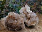 Natural Smokey Ametrine Spirit Clusters x 6 From Boekenhouthoek, South Africa - Toprock Gemstones and Minerals 