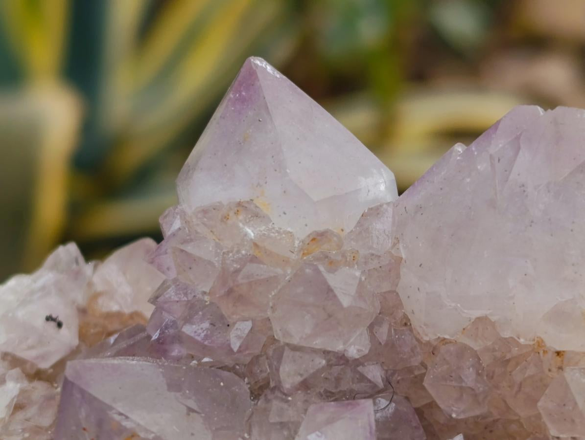 Natural Smokey Ametrine Spirit Clusters x 6 From Boekenhouthoek, South Africa - Toprock Gemstones and Minerals 