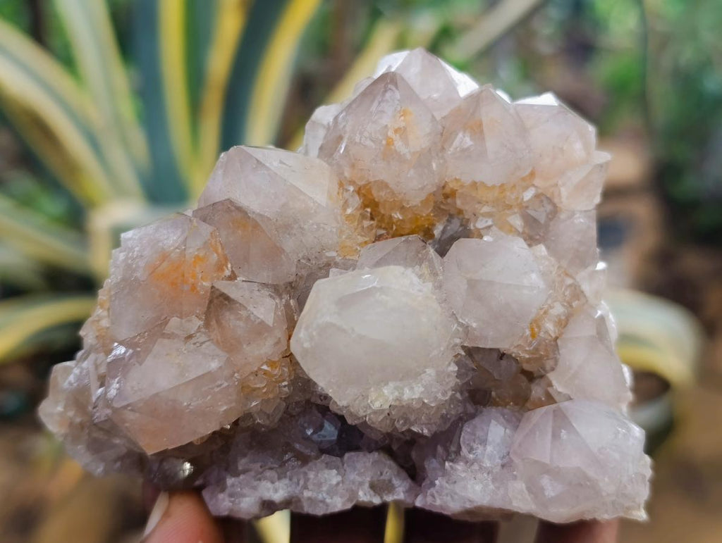 Natural Smokey Ametrine Spirit Clusters x 6 From Boekenhouthoek, South Africa - Toprock Gemstones and Minerals 