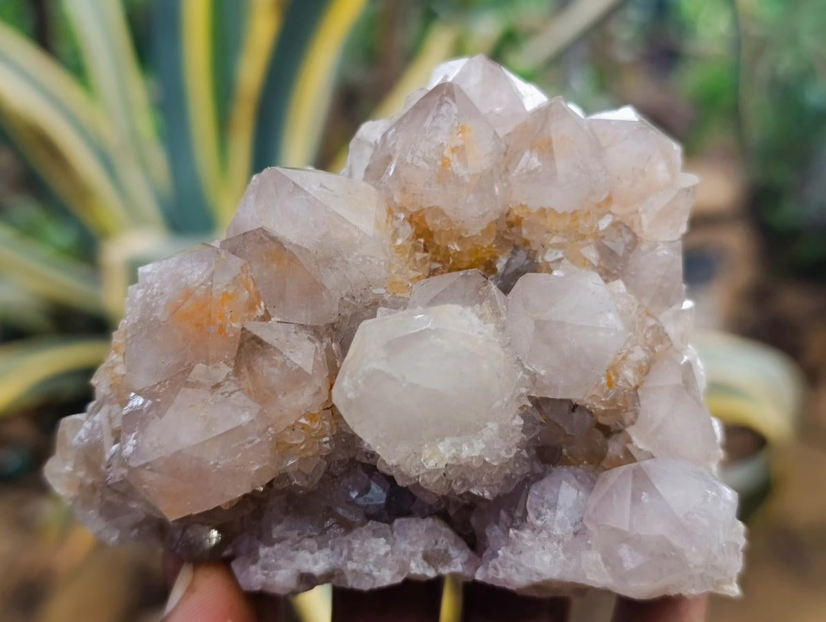 Natural Smokey Ametrine Spirit Clusters x 6 From Boekenhouthoek, South Africa - Toprock Gemstones and Minerals 