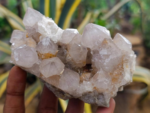 Natural Smokey Ametrine Spirit Clusters x 6 From Boekenhouthoek, South Africa - Toprock Gemstones and Minerals 