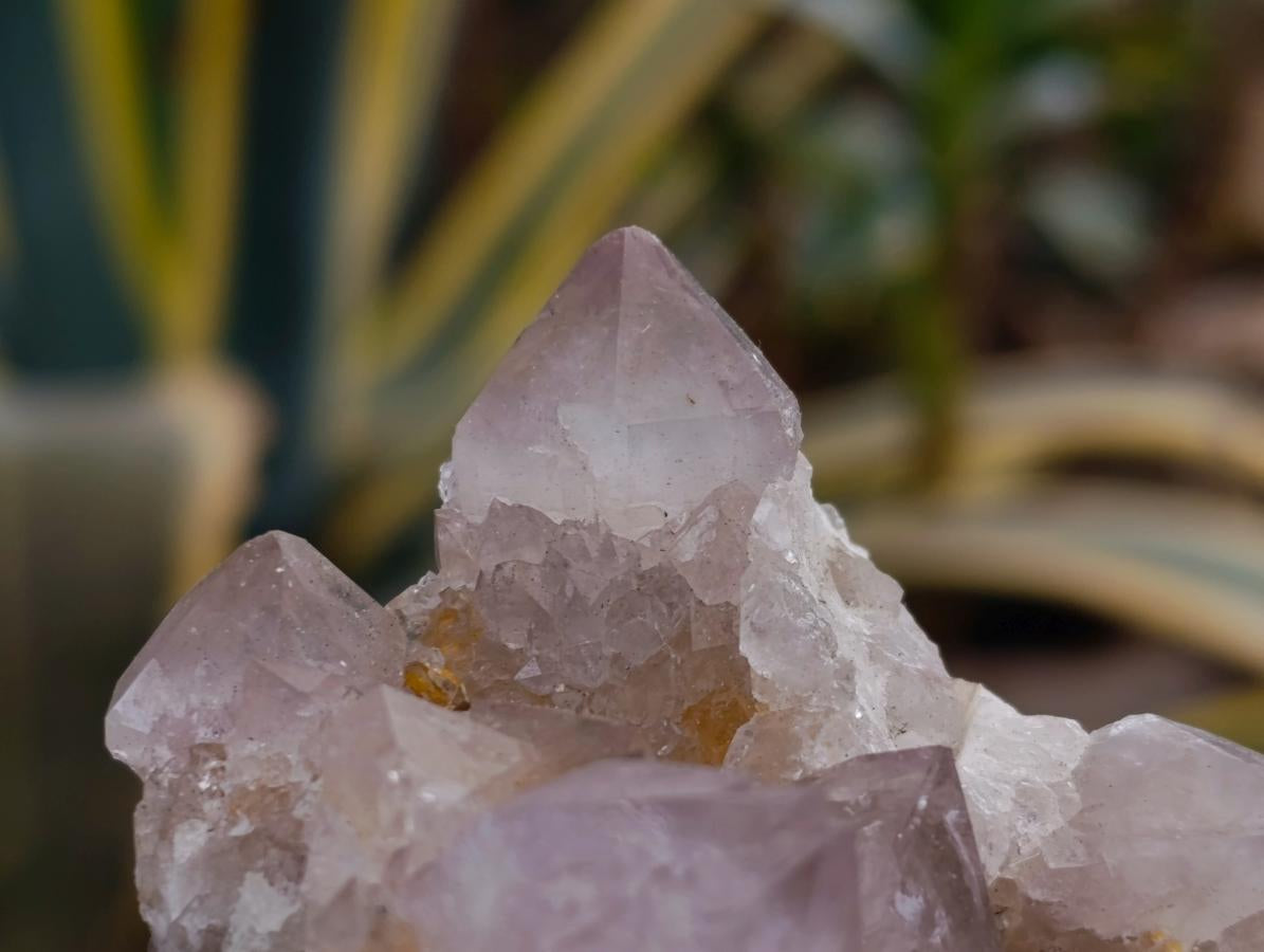 Natural Smokey Ametrine Spirit Clusters x 6 From Boekenhouthoek, South Africa - Toprock Gemstones and Minerals 