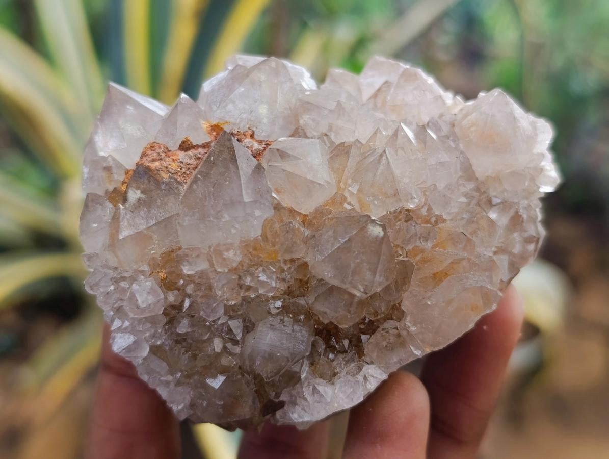 Natural Smokey Ametrine Spirit Clusters x 6 From Boekenhouthoek, South Africa - Toprock Gemstones and Minerals 