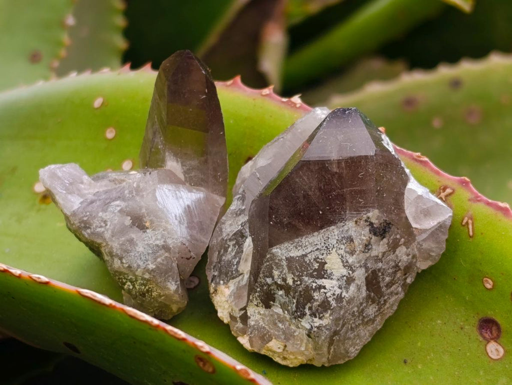 Natural Smokey Quartz Crystals x 35 From Mulanje, Malawi - Toprock Gemstones and Minerals 
