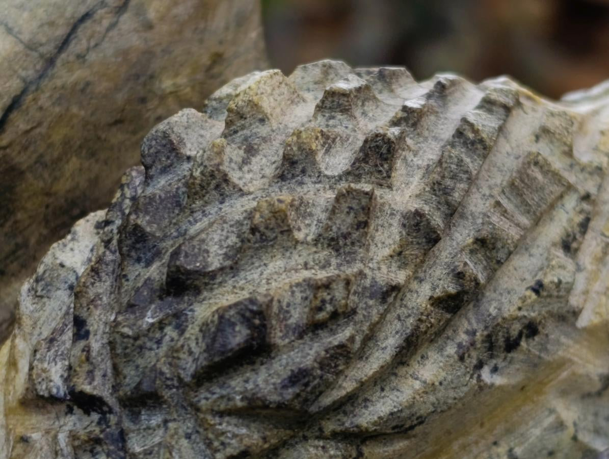 Large Hand Made Leopard Stone Dragon Carving x 1 From Nyanga, Zimbabwe - Toprock Gemstones and Minerals 