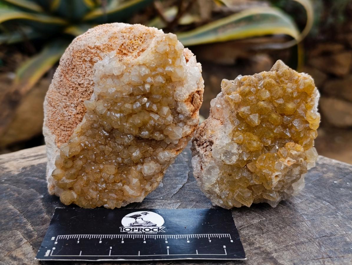 Natural Golden Limonite Quartz Clusters x 12 From Solwezi Zambia - Toprock Gemstones and Minerals 