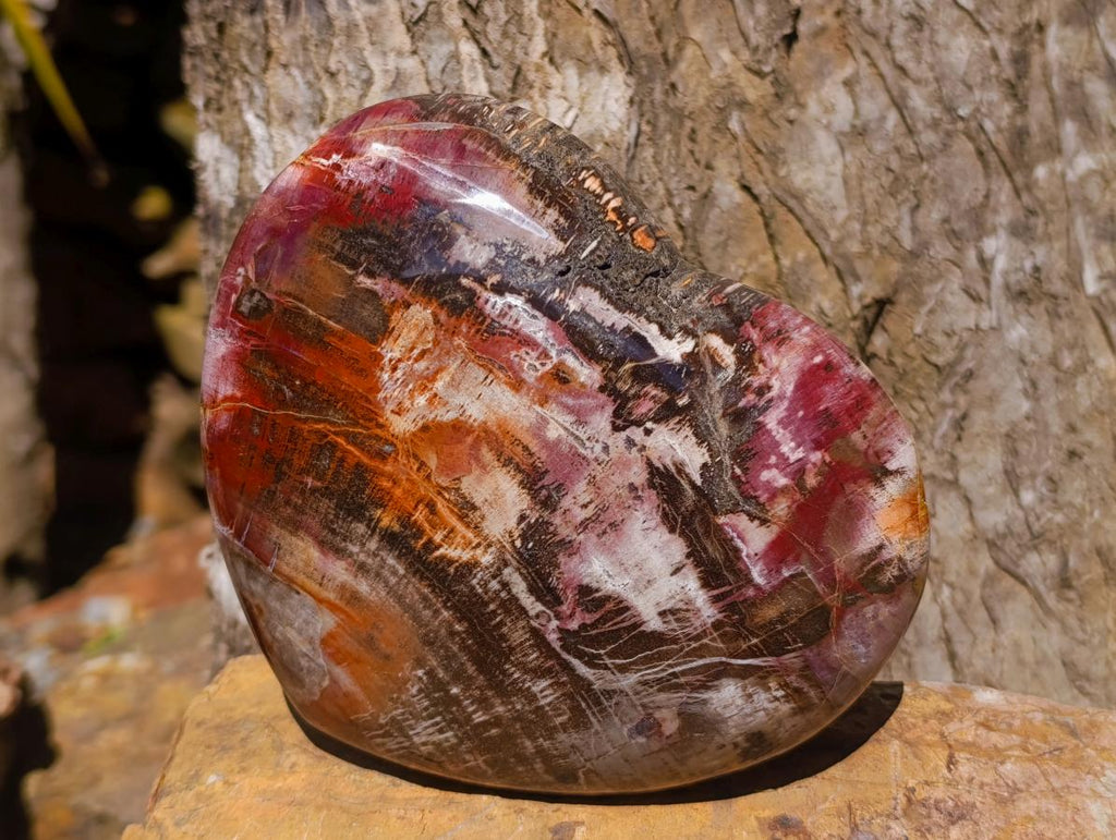 Polished Large Red Podocarpus Petrified Wood Heart x 1 From Mahajanga, Madagascar - Toprock Gemstones and Minerals 