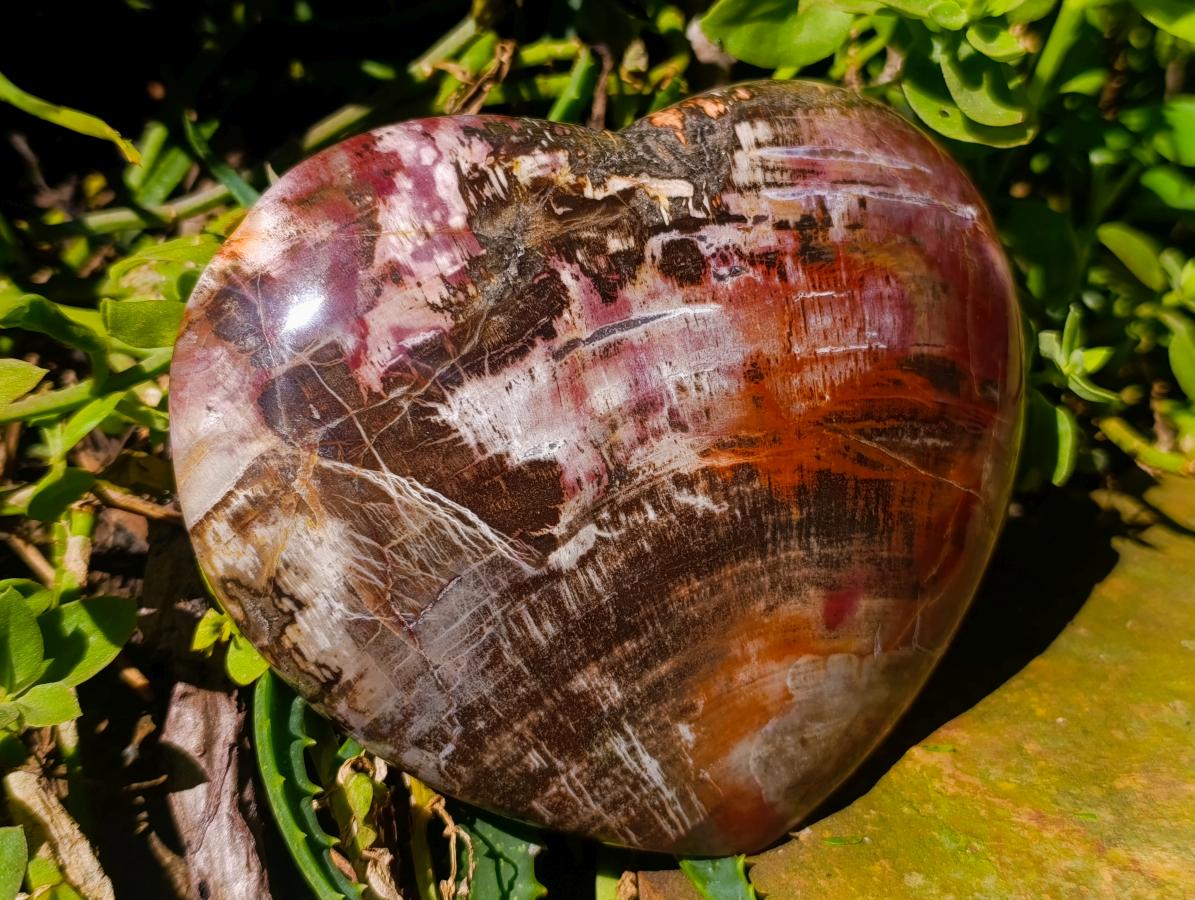Polished Large Red Podocarpus Petrified Wood Heart x 1 From Mahajanga, Madagascar - Toprock Gemstones and Minerals 