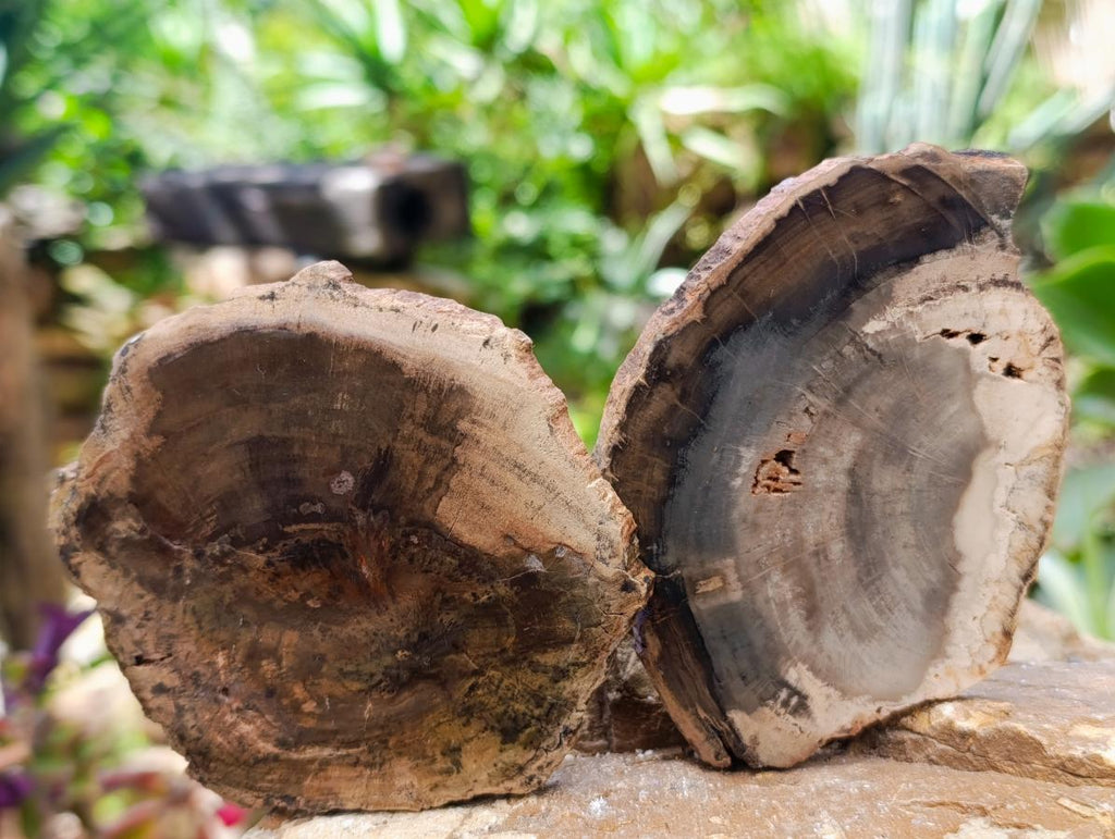Polished Dadoxylon Petrified Wood Slices x 6 From Gokwe, Zimbabwe - Toprock Gemstones and Minerals 